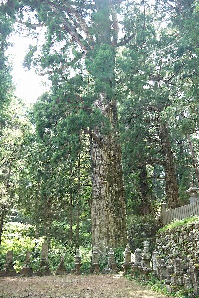 15.樹齢600～650年の杉.jpg