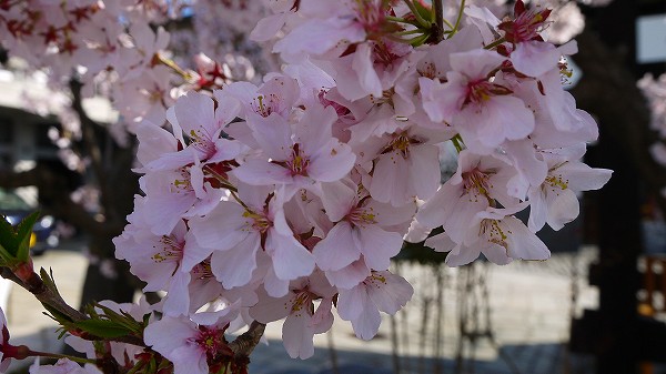 17.満開の桜.jpg
