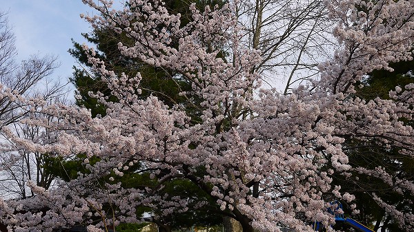 21.桜を眺めつつ.jpg