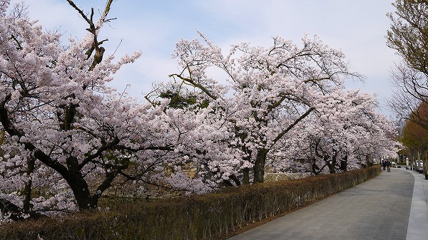 25.見事な桜を.jpg