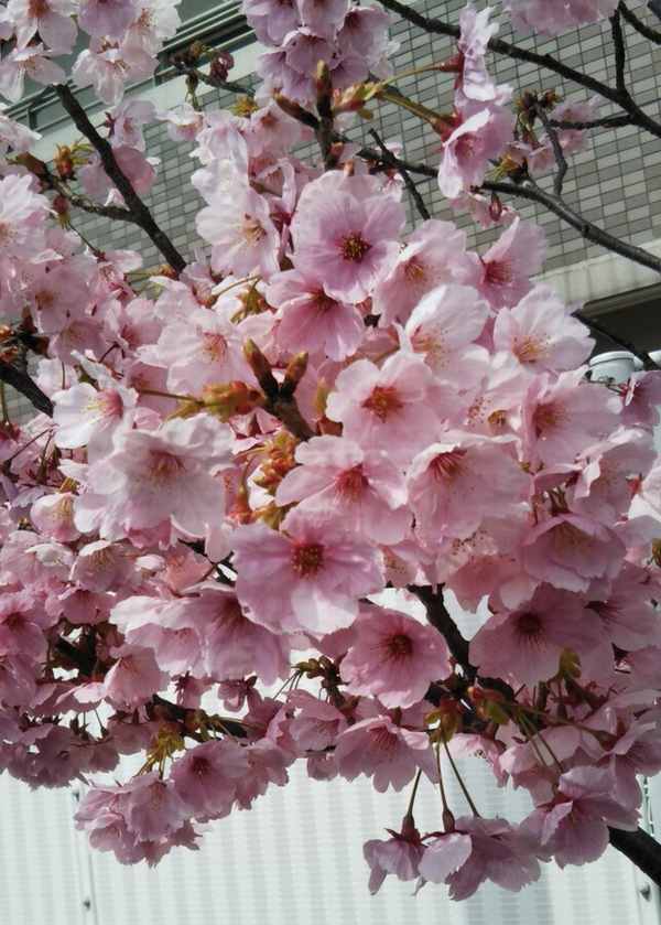 とある桜.jpg