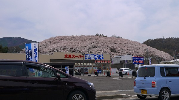 追加：弘法山古墳の桜.jpg